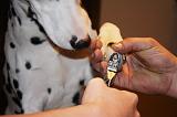GRIFFES - DALMATIEN 030